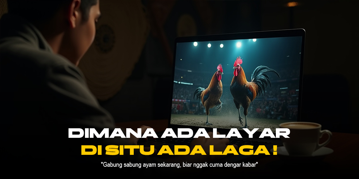 Mengenal Ayam Bangkok: Raja Sabung Ayam dengan Odds Menarik